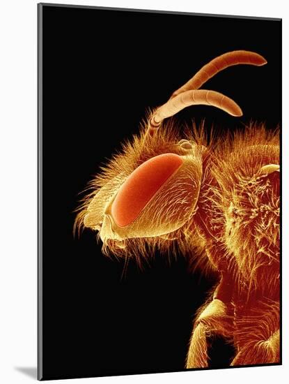 Head of a Bee-Micro Discovery-Mounted Photographic Print