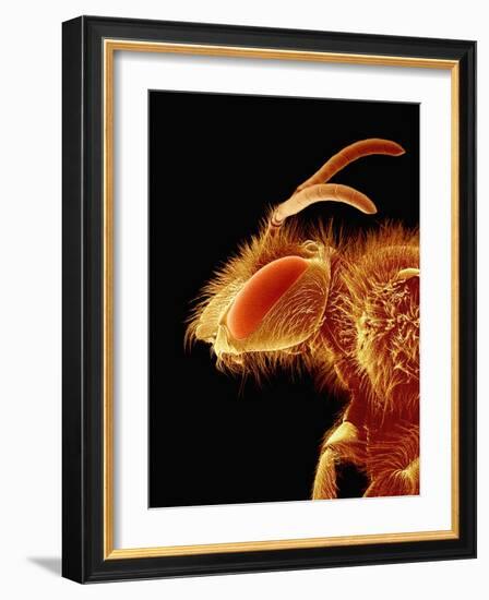 Head of a Bee-Micro Discovery-Framed Photographic Print