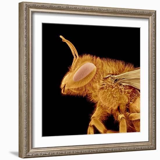 Head of a Bee-Micro Discovery-Framed Photographic Print