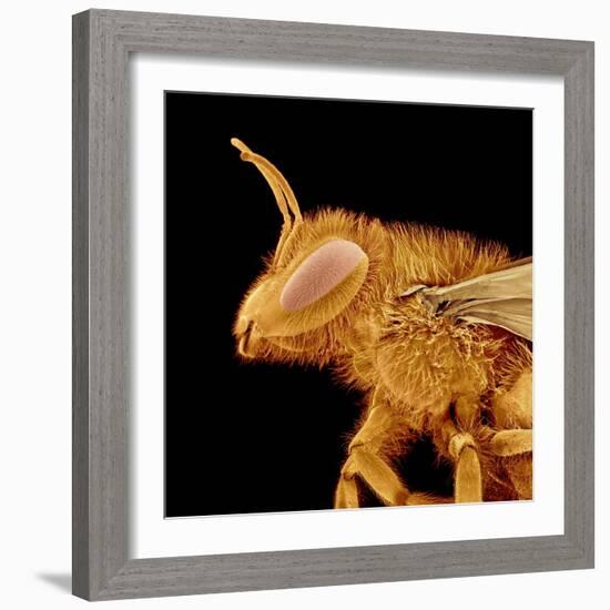 Head of a Bee-Micro Discovery-Framed Photographic Print