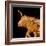 Head of a Bee-Micro Discovery-Framed Photographic Print