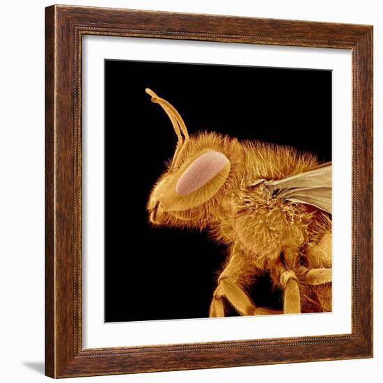 Head of a Bee-Micro Discovery-Framed Photographic Print