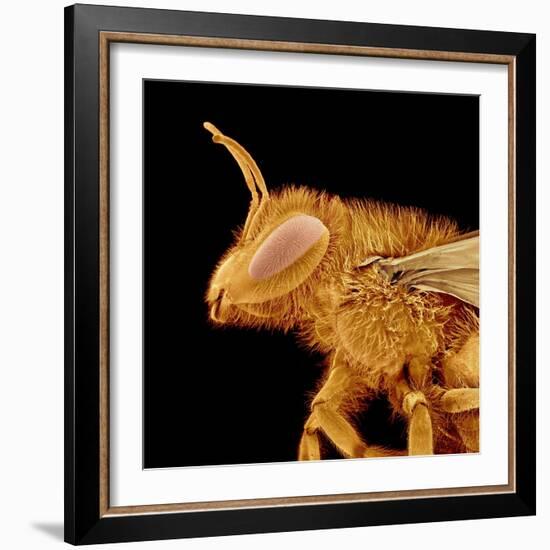 Head of a Bee-Micro Discovery-Framed Photographic Print