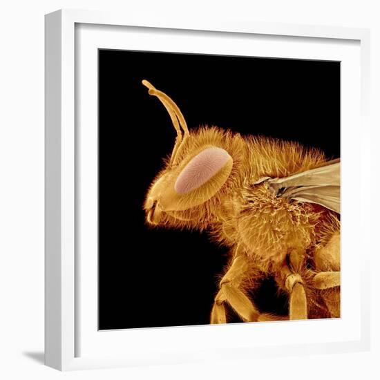 Head of a Bee-Micro Discovery-Framed Photographic Print