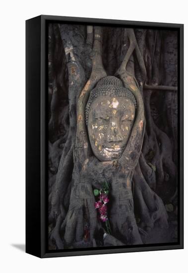 Head of a Buddha Statue Nestled in the Roots of a Tree in the Grounds of an Ayutthaya Temple-Paul Dymond-Framed Premier Image Canvas