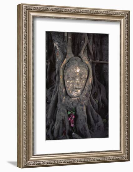 Head of a Buddha Statue Nestled in the Roots of a Tree in the Grounds of an Ayutthaya Temple-Paul Dymond-Framed Photographic Print