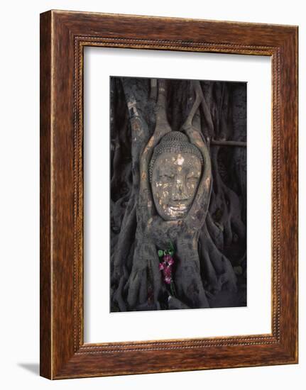 Head of a Buddha Statue Nestled in the Roots of a Tree in the Grounds of an Ayutthaya Temple-Paul Dymond-Framed Photographic Print