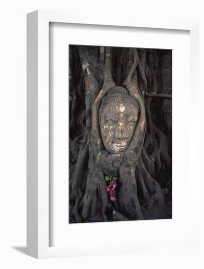 Head of a Buddha Statue Nestled in the Roots of a Tree in the Grounds of an Ayutthaya Temple-Paul Dymond-Framed Photographic Print