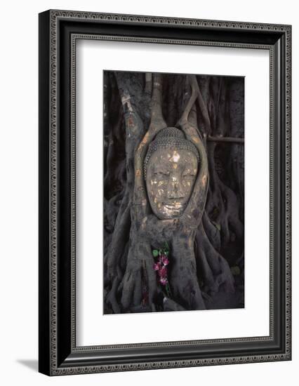 Head of a Buddha Statue Nestled in the Roots of a Tree in the Grounds of an Ayutthaya Temple-Paul Dymond-Framed Photographic Print