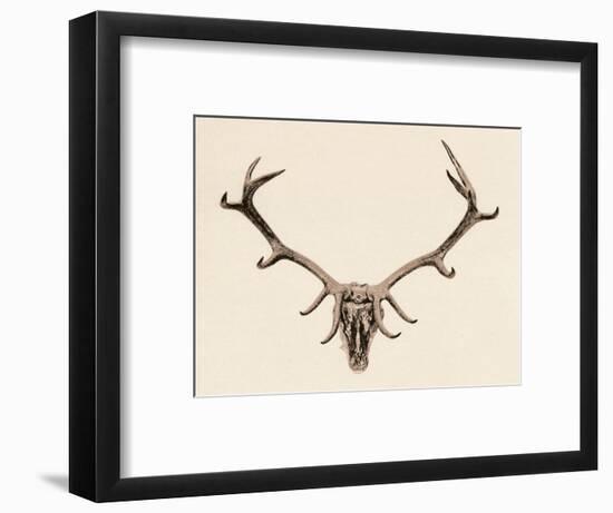 'Head of a Deer', c16th century, (1904)-Unknown-Framed Giclee Print