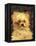 Head of a Dog - "Bob", 1876-Edouard Manet-Framed Premier Image Canvas