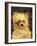Head of a Dog - "Bob", 1876-Edouard Manet-Framed Giclee Print
