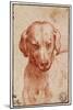 Head of a Dog-Parmigianino-Mounted Giclee Print