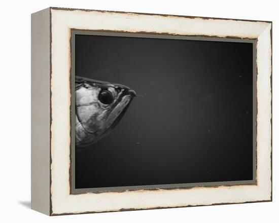 Head of a Fish-Henry Horenstein-Framed Premier Image Canvas