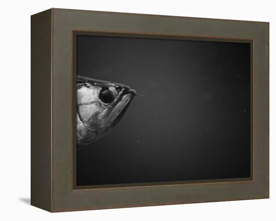 Head of a Fish-Henry Horenstein-Framed Premier Image Canvas