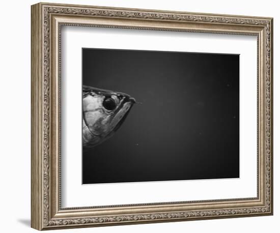 Head of a Fish-Henry Horenstein-Framed Photographic Print