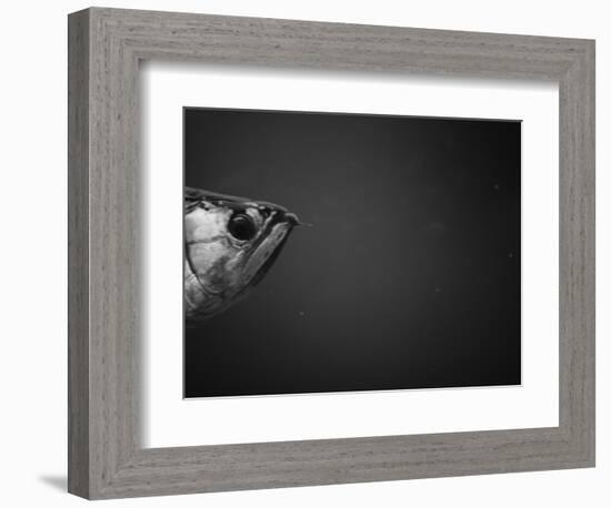 Head of a Fish-Henry Horenstein-Framed Photographic Print