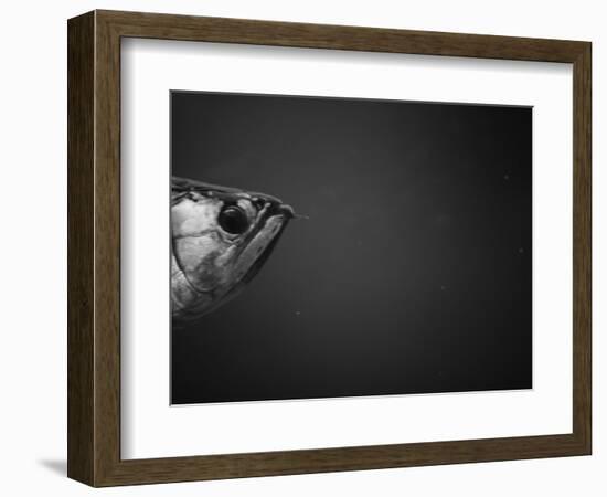Head of a Fish-Henry Horenstein-Framed Photographic Print