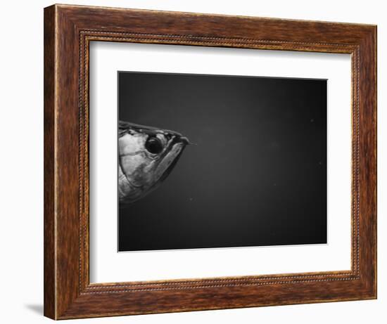 Head of a Fish-Henry Horenstein-Framed Photographic Print