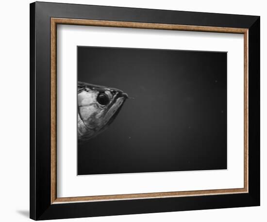 Head of a Fish-Henry Horenstein-Framed Photographic Print