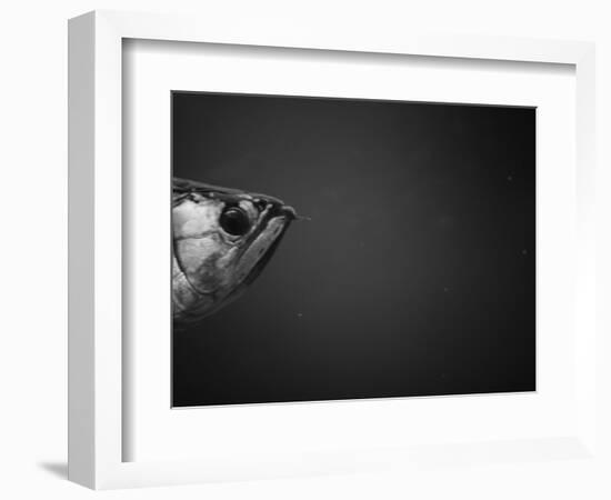 Head of a Fish-Henry Horenstein-Framed Photographic Print