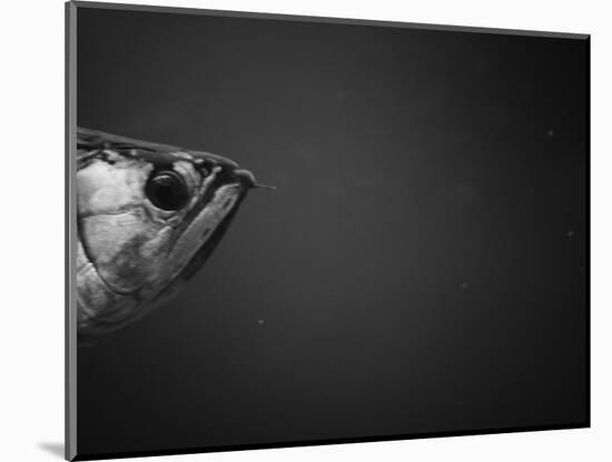 Head of a Fish-Henry Horenstein-Mounted Photographic Print