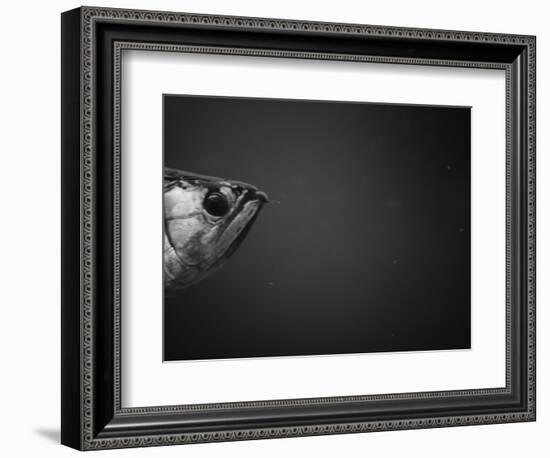 Head of a Fish-Henry Horenstein-Framed Photographic Print