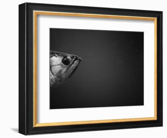 Head of a Fish-Henry Horenstein-Framed Photographic Print