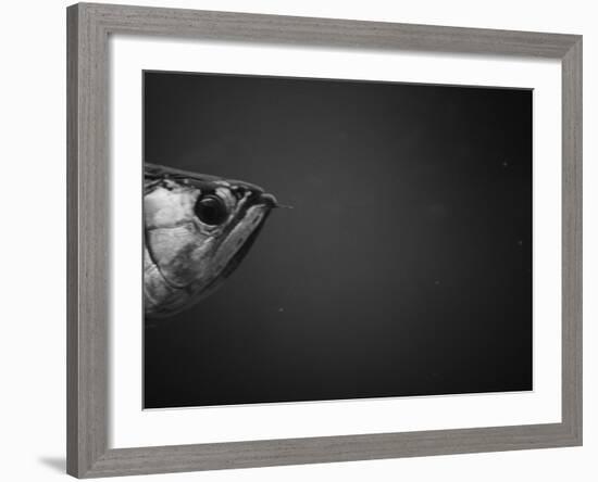 Head of a Fish-Henry Horenstein-Framed Photographic Print