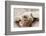 Head of a giant tortoise, Prison Island, Zanzibar, Tanzania-Roberto Moiola-Framed Photographic Print