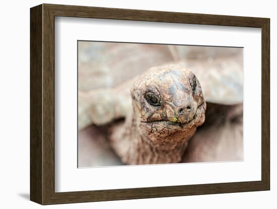 Head of a giant tortoise, Prison Island, Zanzibar, Tanzania-Roberto Moiola-Framed Photographic Print