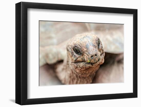 Head of a giant tortoise, Prison Island, Zanzibar, Tanzania-Roberto Moiola-Framed Photographic Print