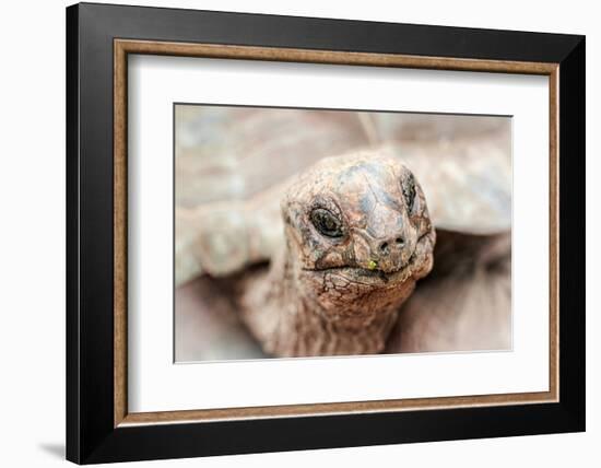 Head of a giant tortoise, Prison Island, Zanzibar, Tanzania-Roberto Moiola-Framed Photographic Print