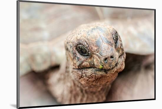 Head of a giant tortoise, Prison Island, Zanzibar, Tanzania-Roberto Moiola-Mounted Photographic Print