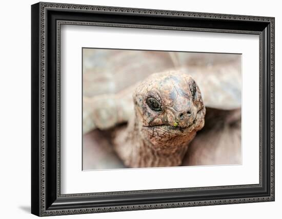 Head of a giant tortoise, Prison Island, Zanzibar, Tanzania-Roberto Moiola-Framed Photographic Print