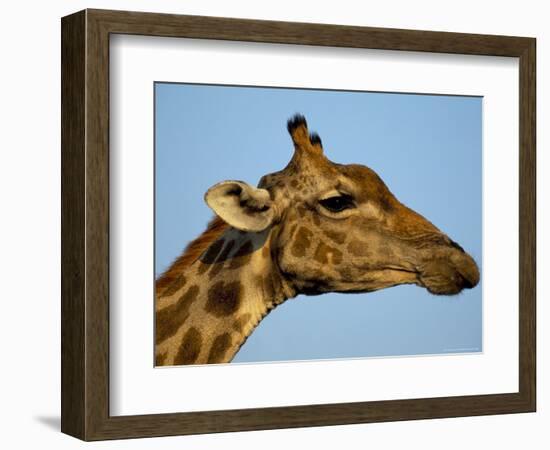 Head of a Giraffe (Giraffa Camelopardalis), South Africa, Africa-Steve & Ann Toon-Framed Photographic Print