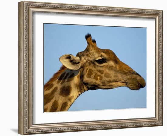 Head of a Giraffe (Giraffa Camelopardalis), South Africa, Africa-Steve & Ann Toon-Framed Photographic Print