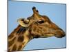 Head of a Giraffe (Giraffa Camelopardalis), South Africa, Africa-Steve & Ann Toon-Mounted Photographic Print