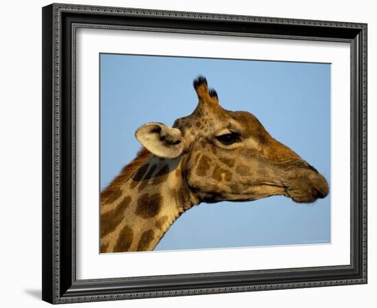 Head of a Giraffe (Giraffa Camelopardalis), South Africa, Africa-Steve & Ann Toon-Framed Photographic Print