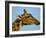 Head of a Giraffe (Giraffa Camelopardalis), South Africa, Africa-Steve & Ann Toon-Framed Photographic Print