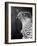 Head of a Goshawk-null-Framed Photographic Print