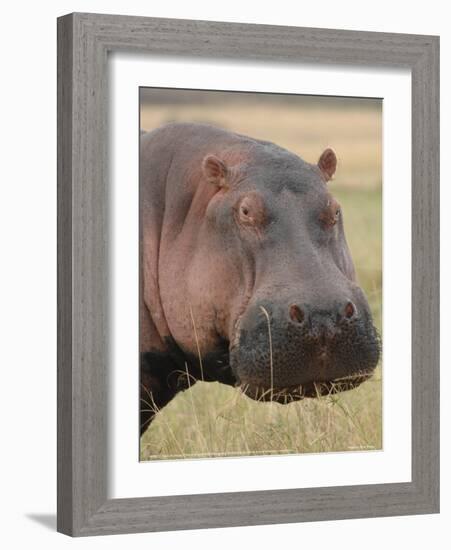 Head of a Hippo Full Bleed-Martin Fowkes-Framed Giclee Print