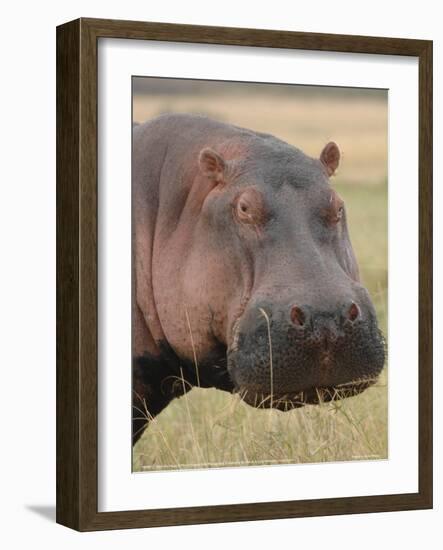 Head of a Hippo Full Bleed-Martin Fowkes-Framed Giclee Print