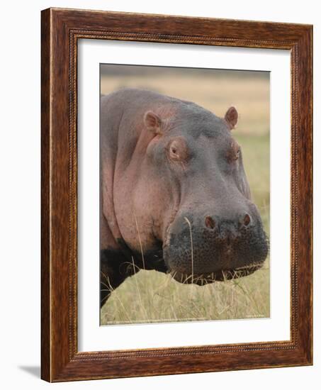 Head of a Hippo Full Bleed-Martin Fowkes-Framed Giclee Print