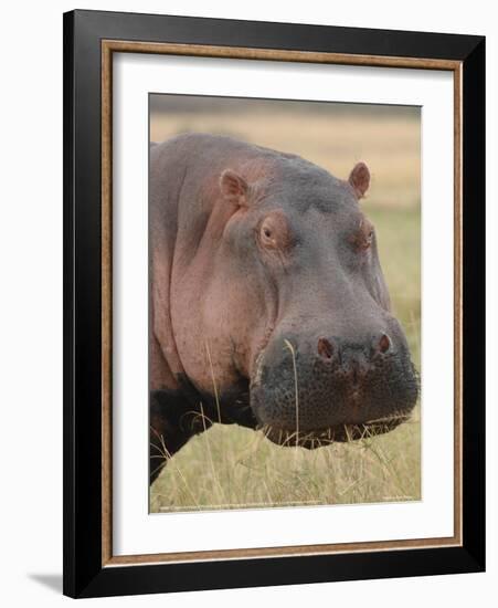 Head of a Hippo Full Bleed-Martin Fowkes-Framed Giclee Print