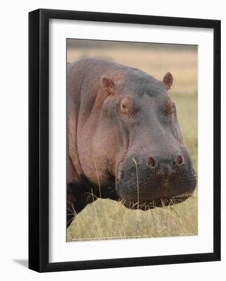 Head of a Hippo Full Bleed-Martin Fowkes-Framed Giclee Print