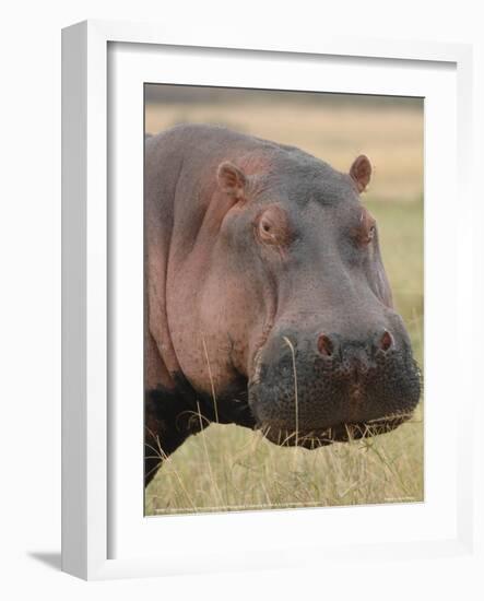 Head of a Hippo Full Bleed-Martin Fowkes-Framed Giclee Print