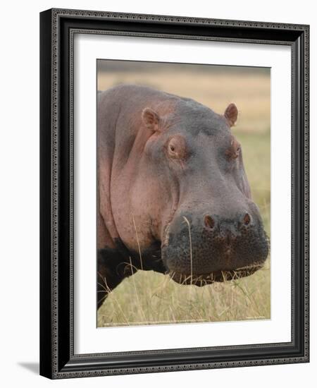 Head of a Hippo Full Bleed-Martin Fowkes-Framed Giclee Print