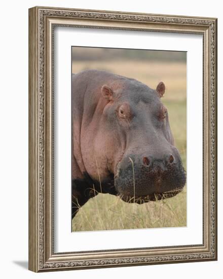 Head of a Hippo-Martin Fowkes-Framed Giclee Print