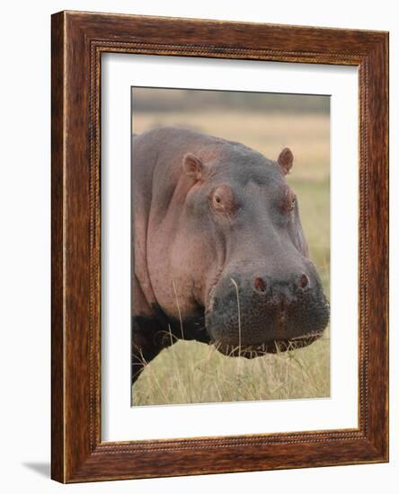 Head of a Hippo-Martin Fowkes-Framed Giclee Print